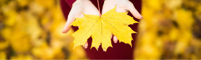 Hands holding a beautiful gold autumn maple leaf.